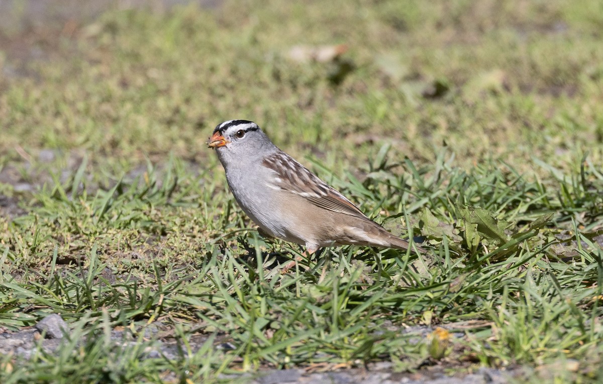 White-crowned Sparrow - ML610158540
