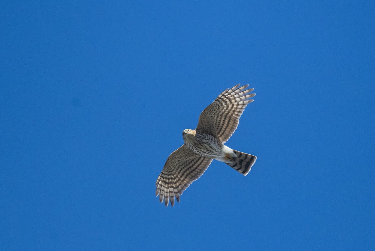 Sharp-shinned Hawk (Northern) - Skyler Bol