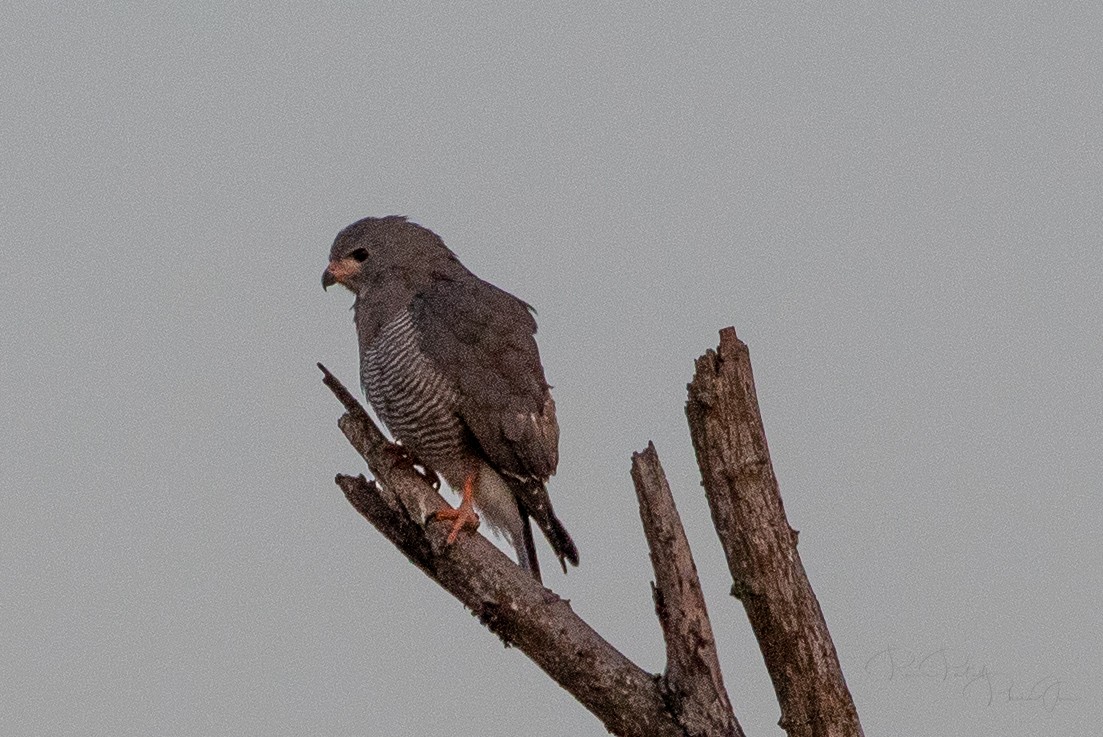 Lizard Buzzard - Ravi Patel