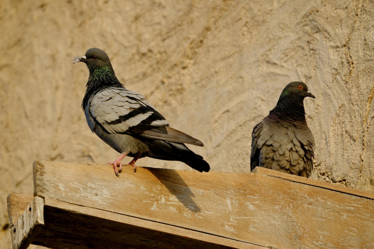 Rock Pigeon (Feral Pigeon) - ML610158552