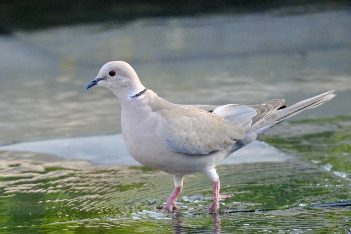 Eurasian Collared-Dove - ML610158557