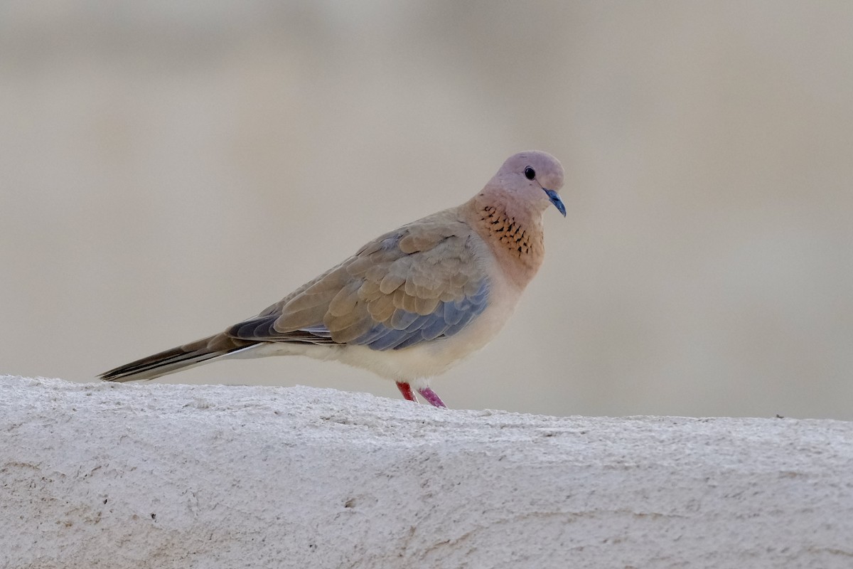 Laughing Dove - ML610158558