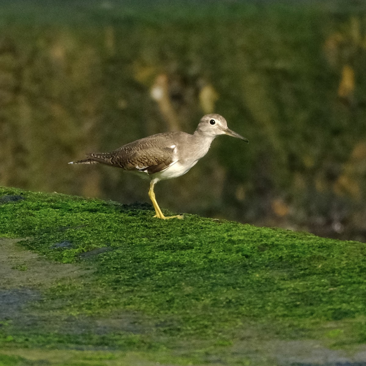 Common Sandpiper - ML610158572