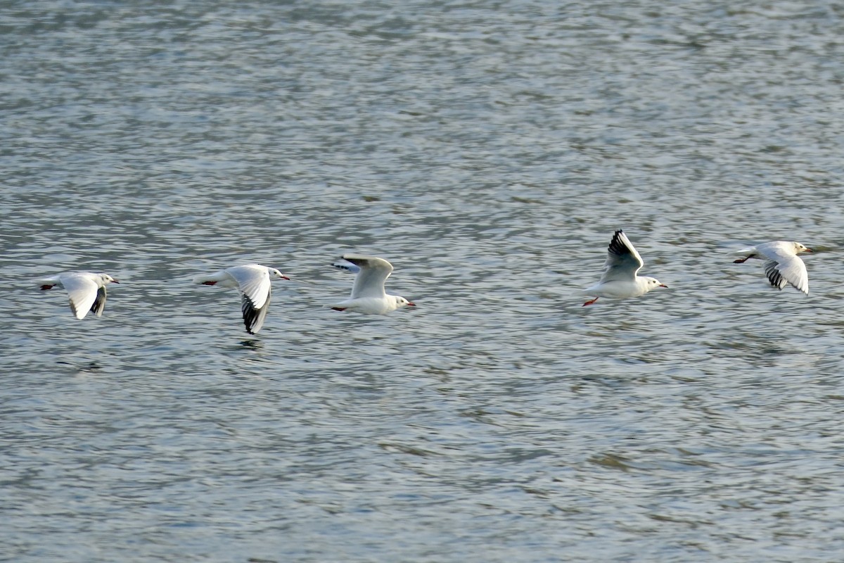 Black-headed Gull - ML610158581