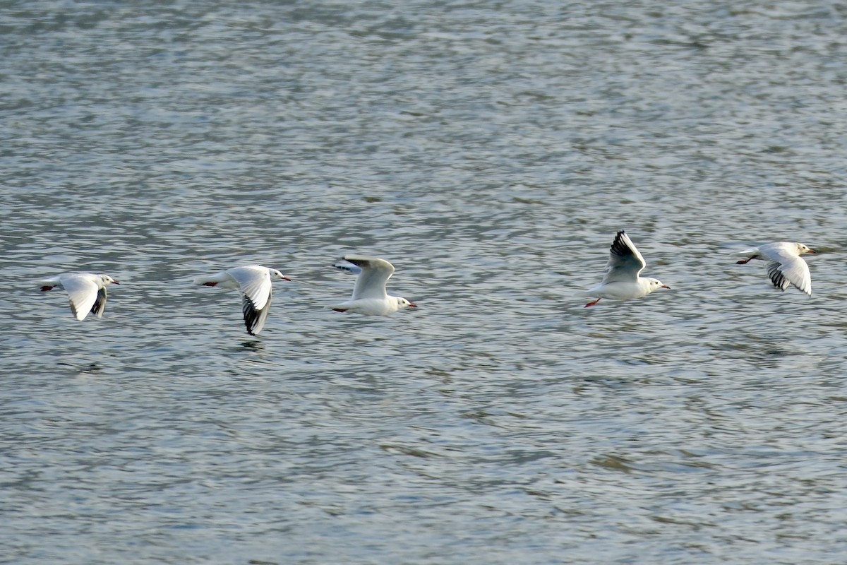 Mouette rieuse - ML610158581