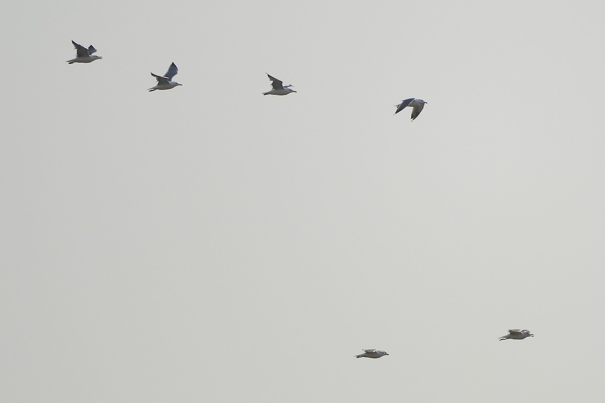 Lesser Black-backed Gull (Steppe) - ML610158584