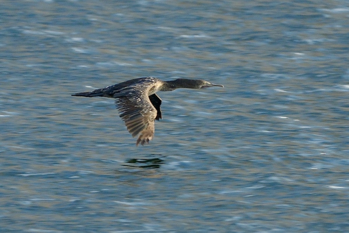 Cormorán de Socotra - ML610158589