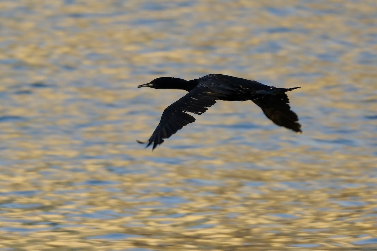 Socotra Cormorant - ML610158590