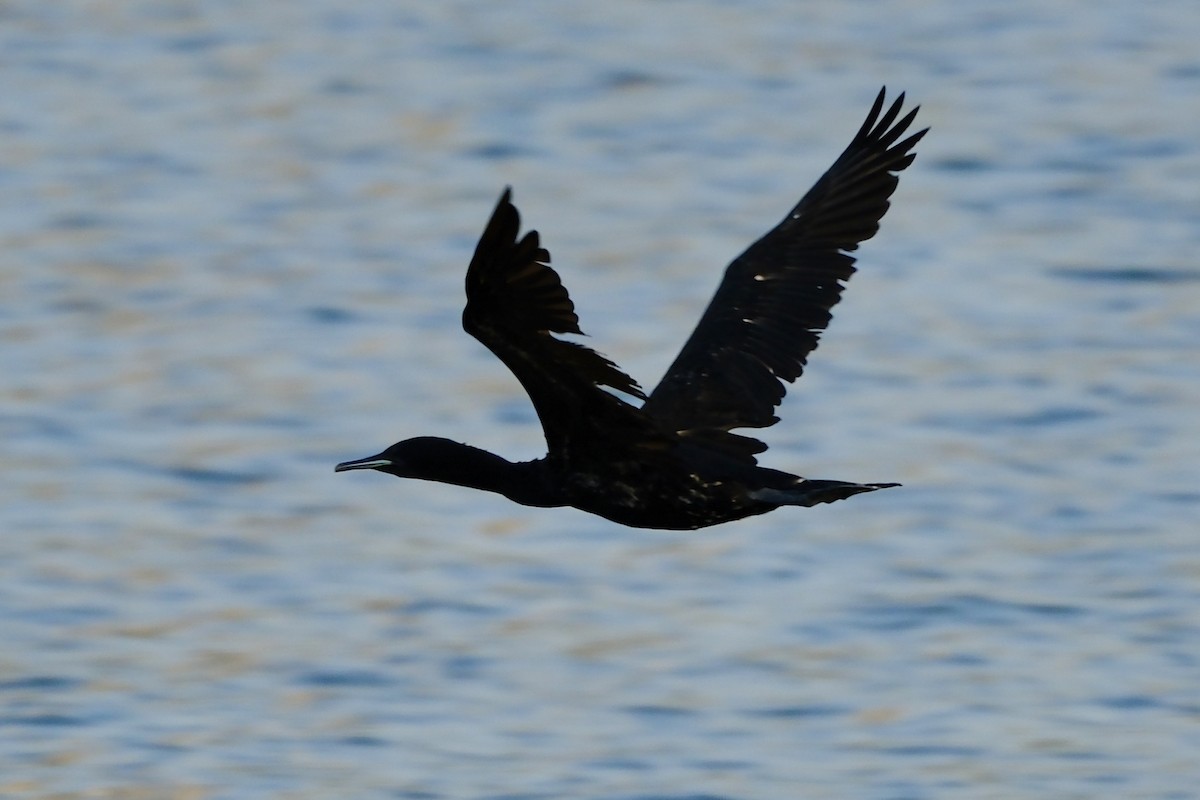Cormoran de Socotra - ML610158591