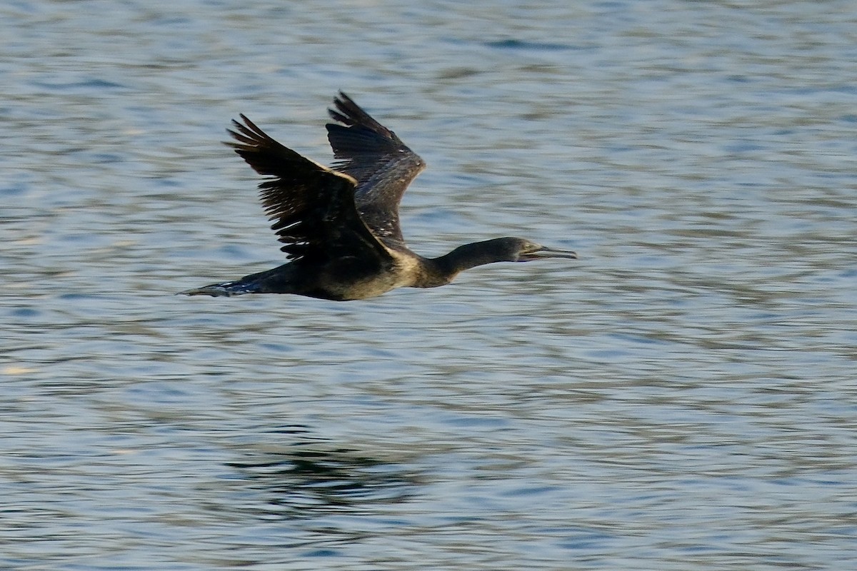 Socotra Cormorant - ML610158592