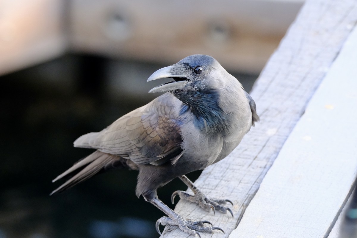 House Crow - ML610158600