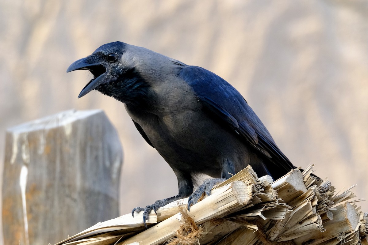 House Crow - ML610158601