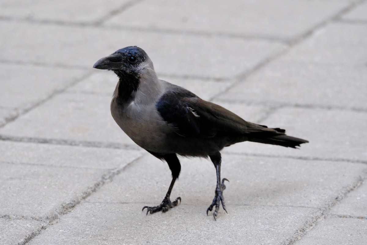 House Crow - ML610158602