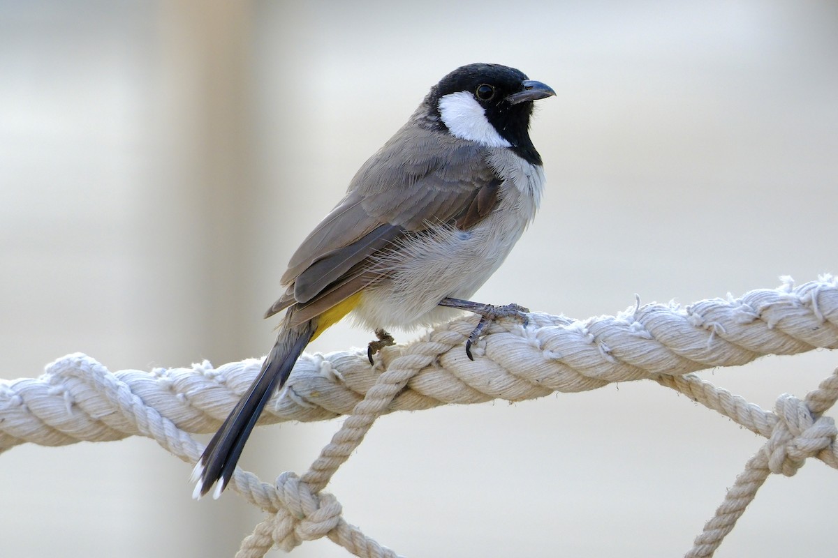Bulbul à oreillons blancs - ML610158604