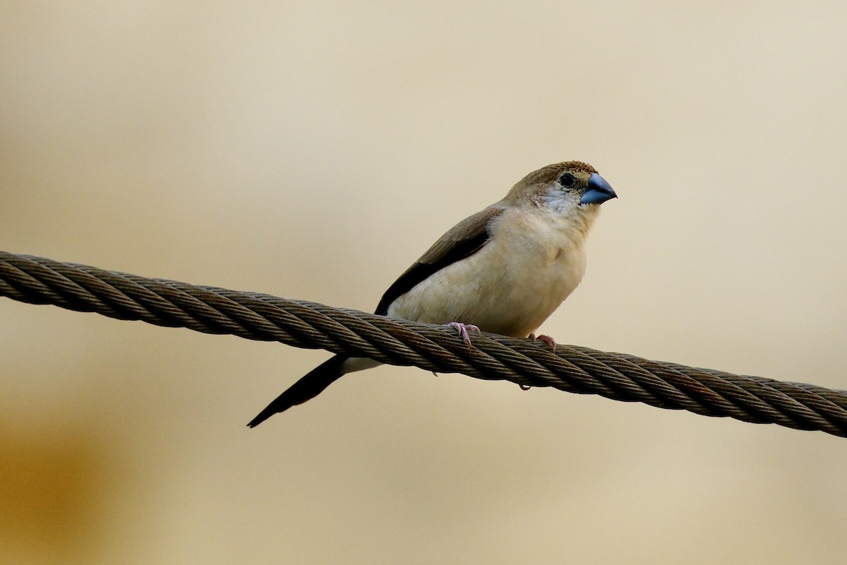 Indian Silverbill - Adrian Brooks