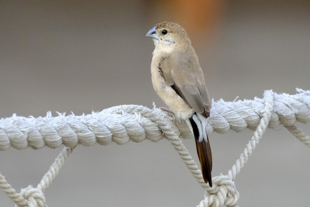 Indian Silverbill - ML610158626