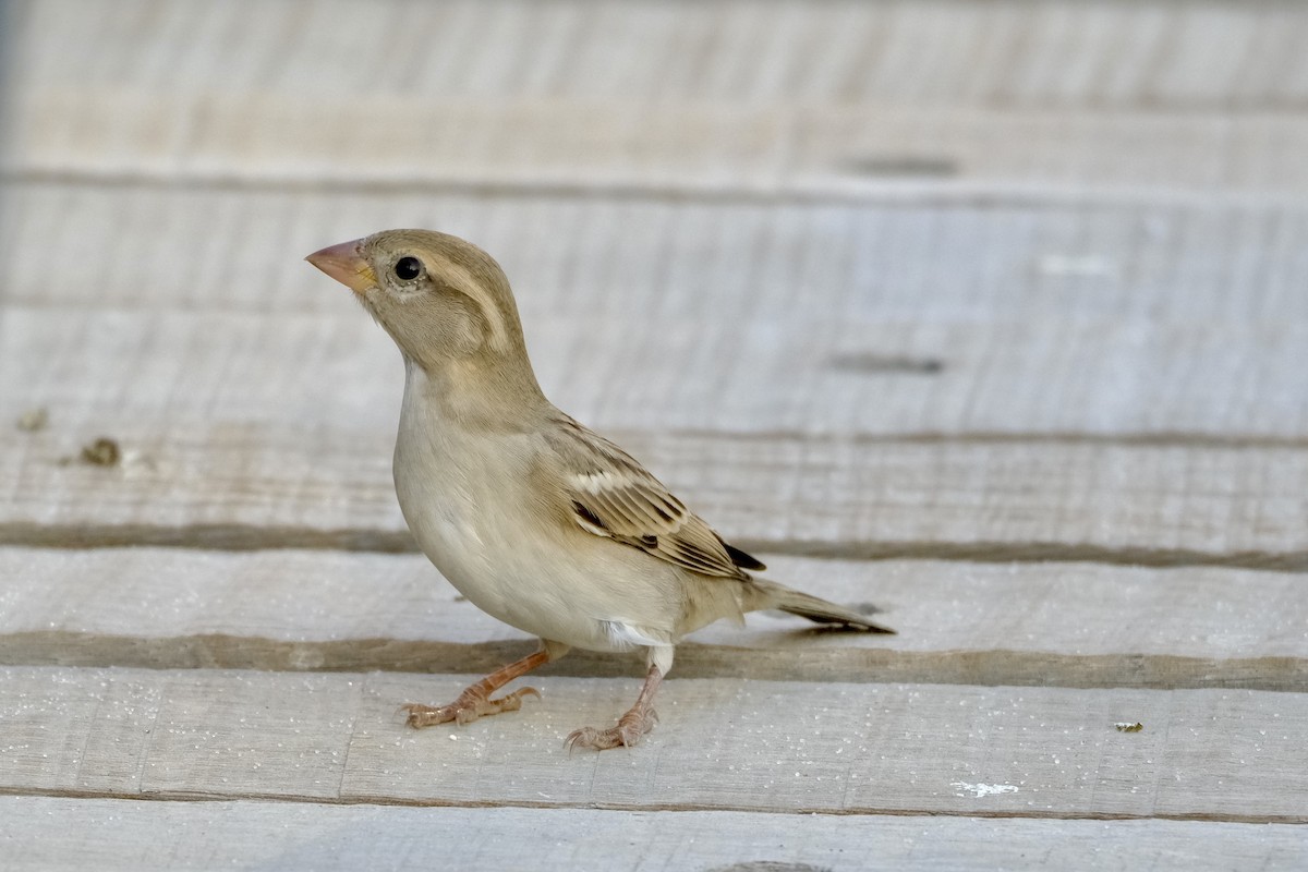 House Sparrow - ML610158638