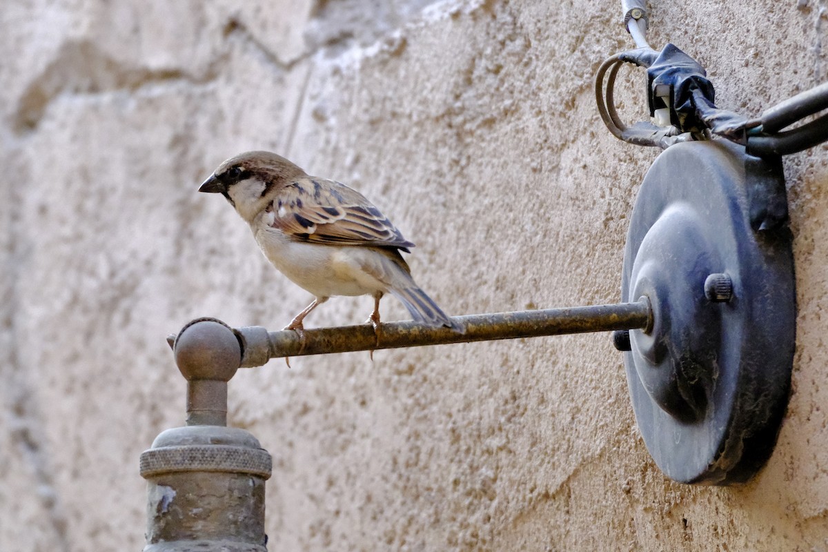 Moineau domestique - ML610158639