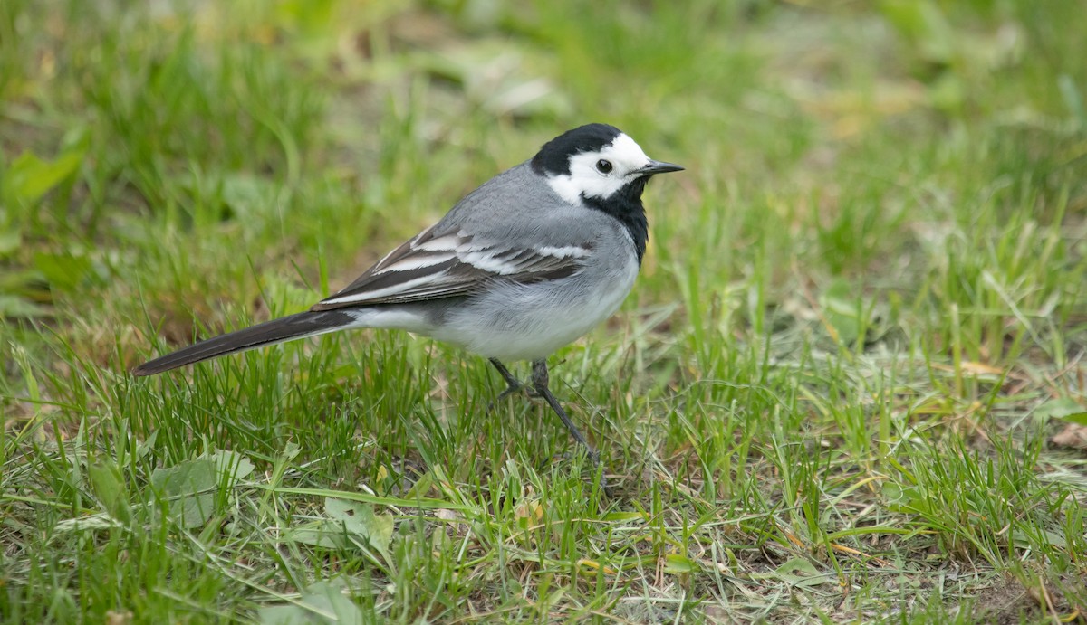 White Wagtail - ML610158768