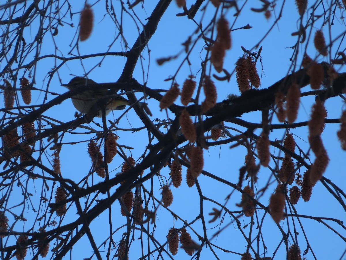 lesňáček bažinný (ssp. palmarum) - ML610158770