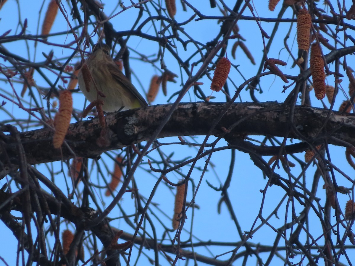 Palm Warbler (Western) - ML610158791