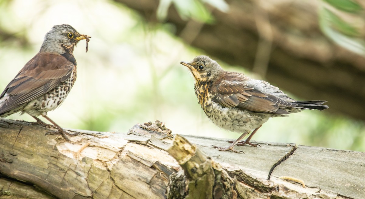 Fieldfare - Michelle Schreder