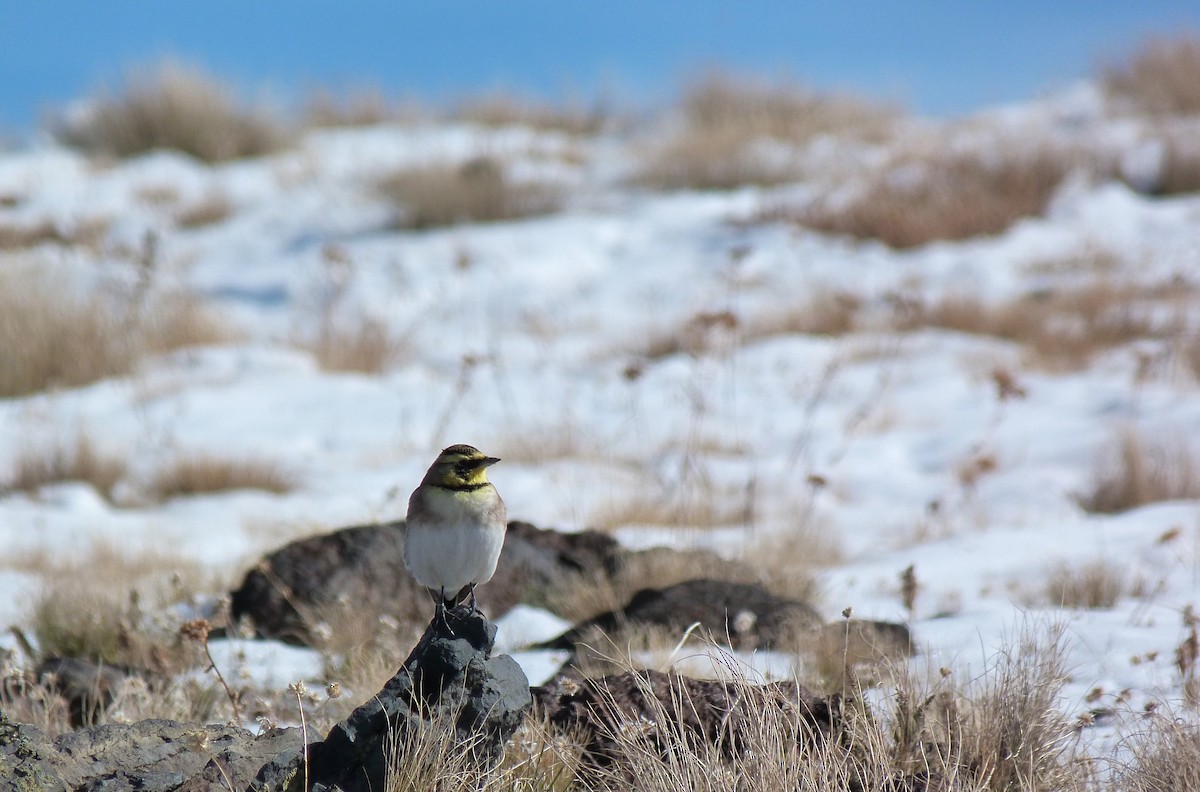 Horned Lark - ML610158831