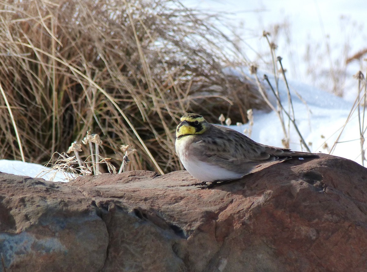 Horned Lark - ML610158832