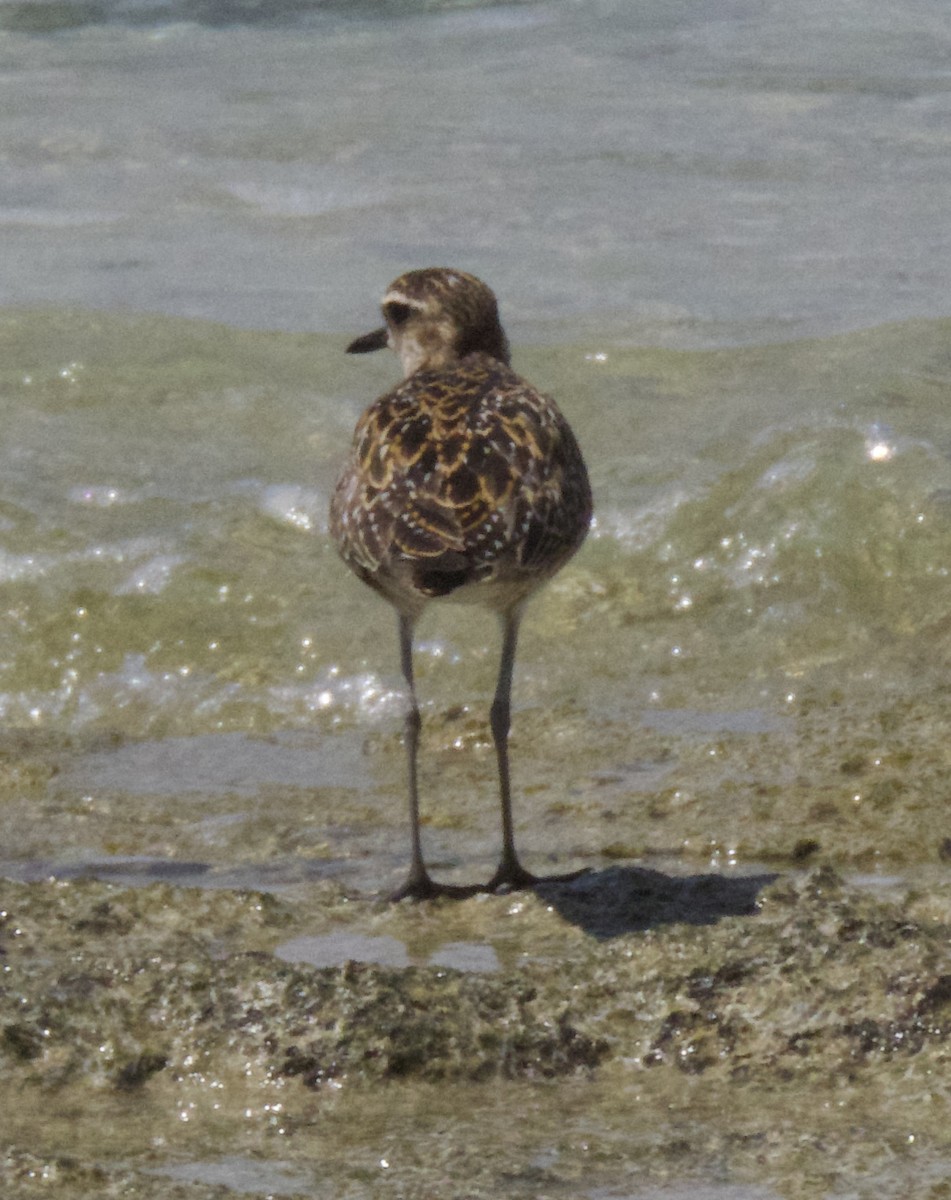 Pacific Golden-Plover - ML610158839