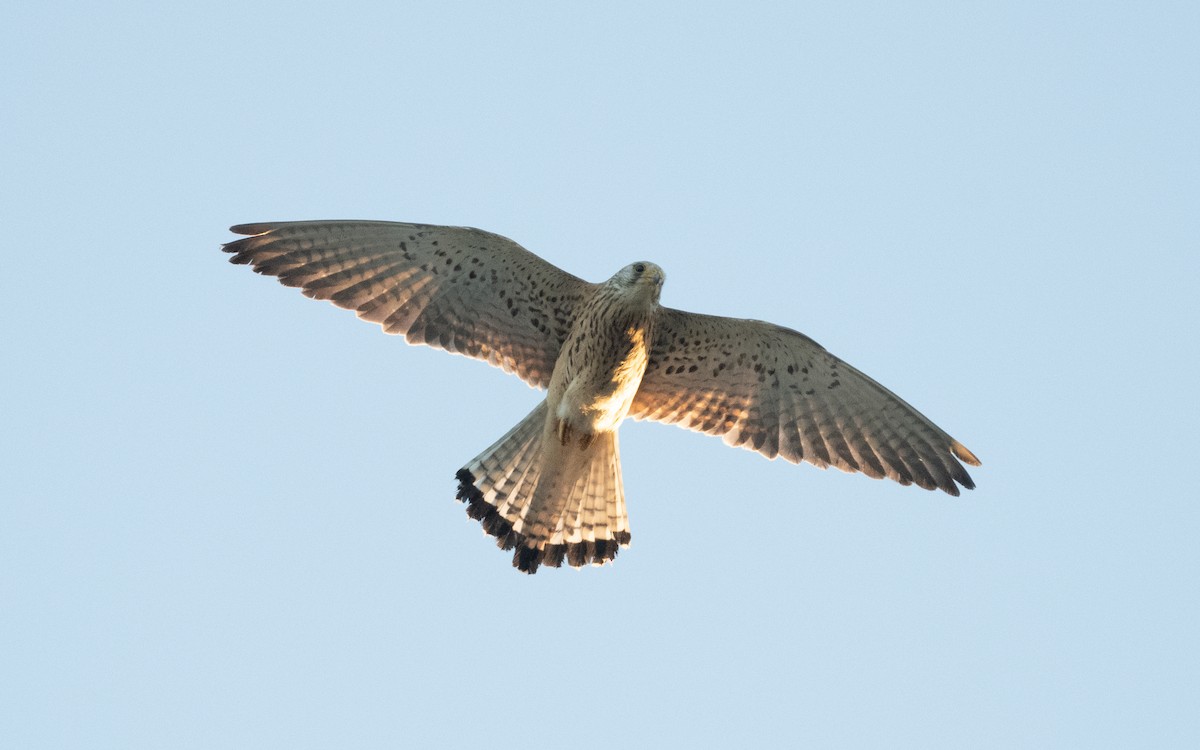 Lesser Kestrel - ML610158874