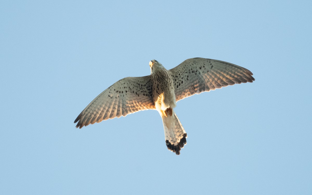 Lesser Kestrel - ML610158875