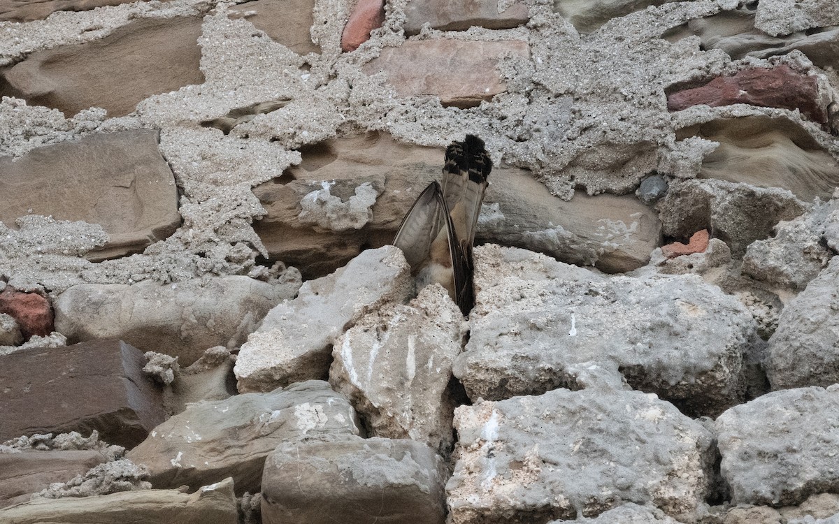 Lesser Kestrel - ML610158877