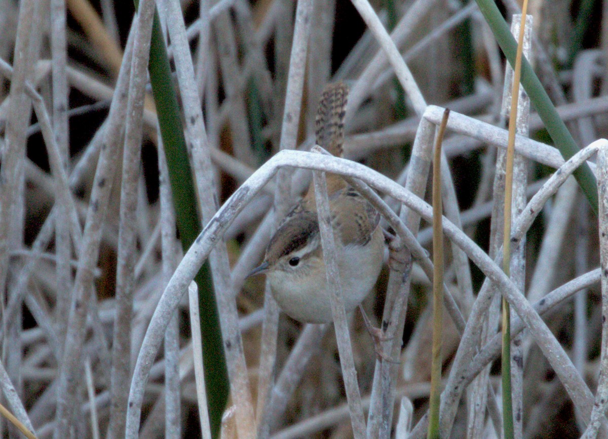 Troglodyte des marais - ML610159158