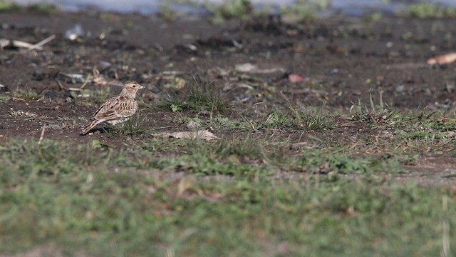 Eurasian Skylark - ML610159199