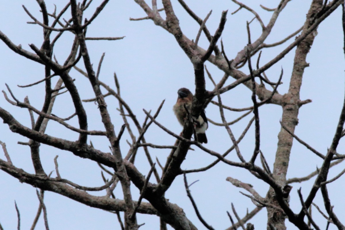 Sooty Barbet - Fadzrun A.