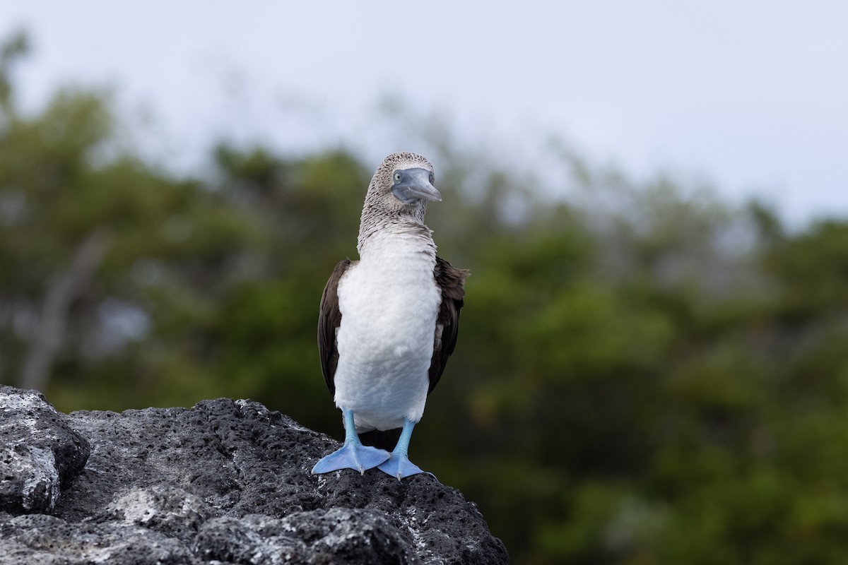 Blue-footed Booby - ML610159383