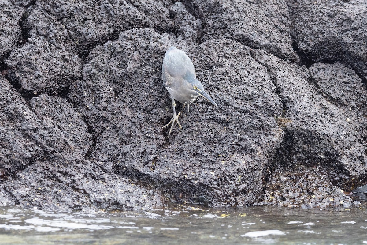 Striated Heron (Galapagos) - ML610159386