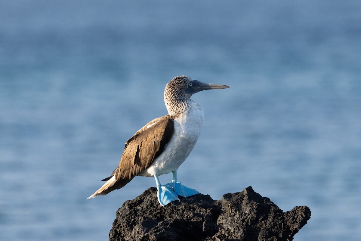 Blue-footed Booby - ML610159419