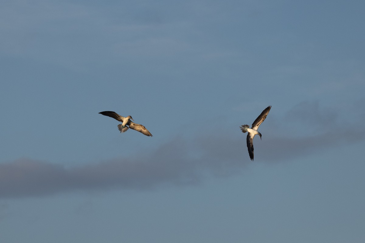 Blue-footed Booby - ML610159423