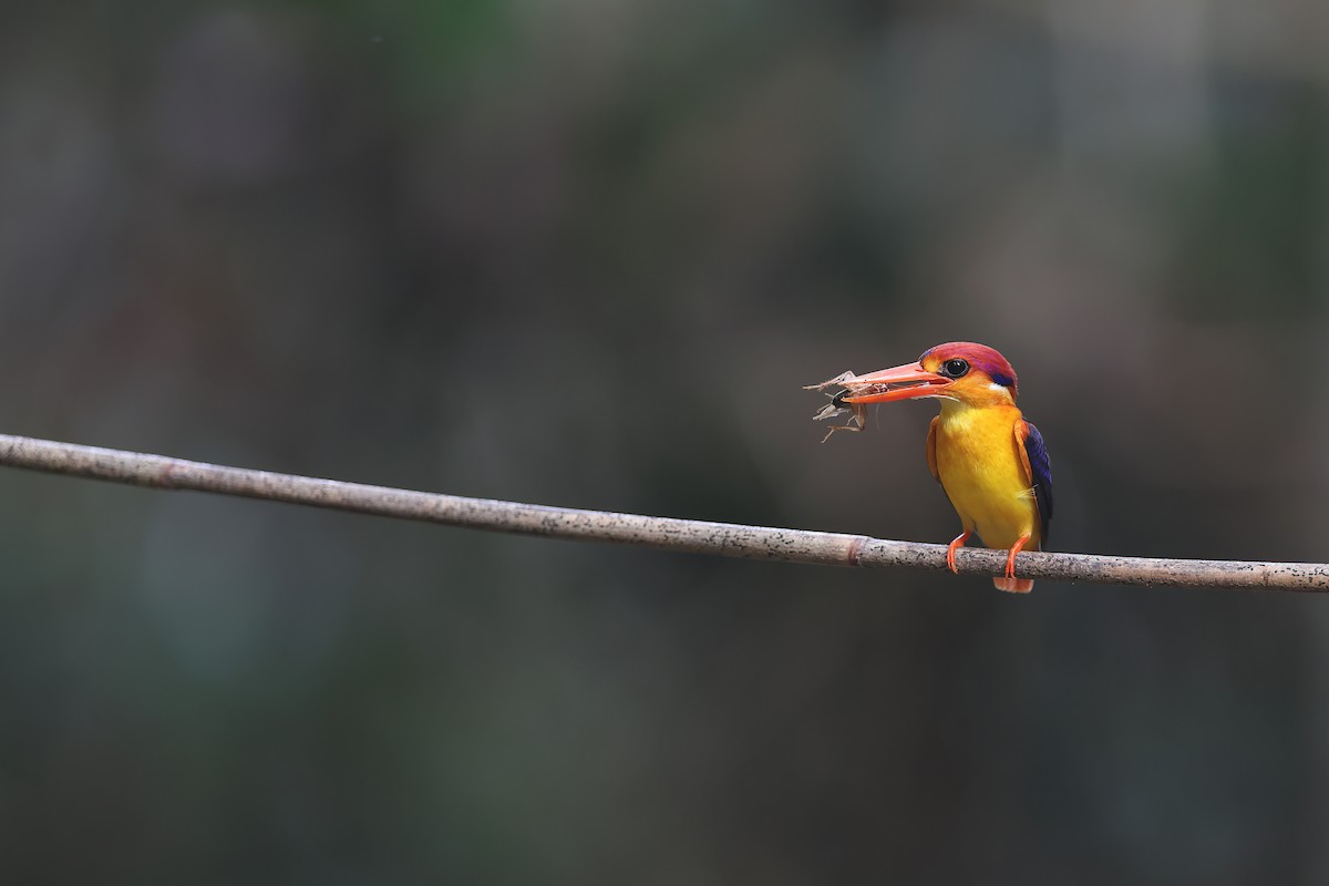 黑背三趾翠鳥 - ML610159455