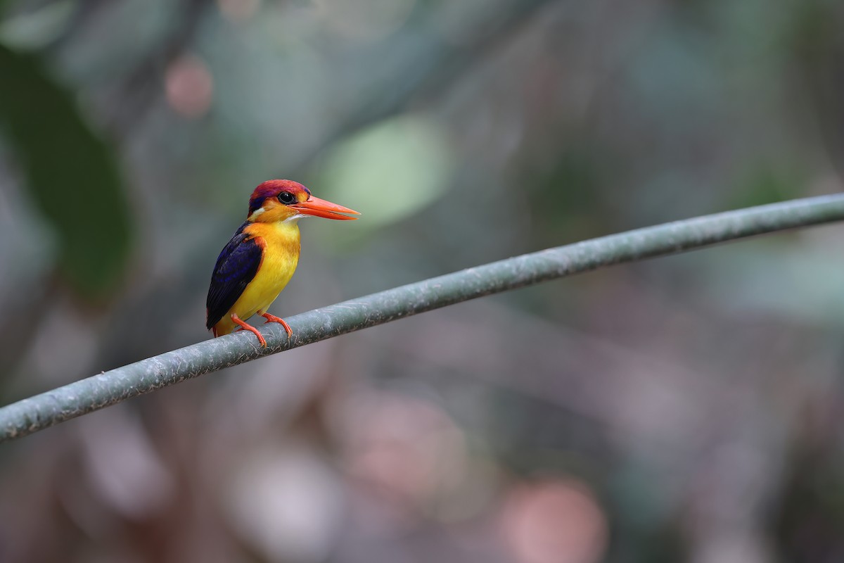 Black-backed Dwarf-Kingfisher - Chun Fai LO