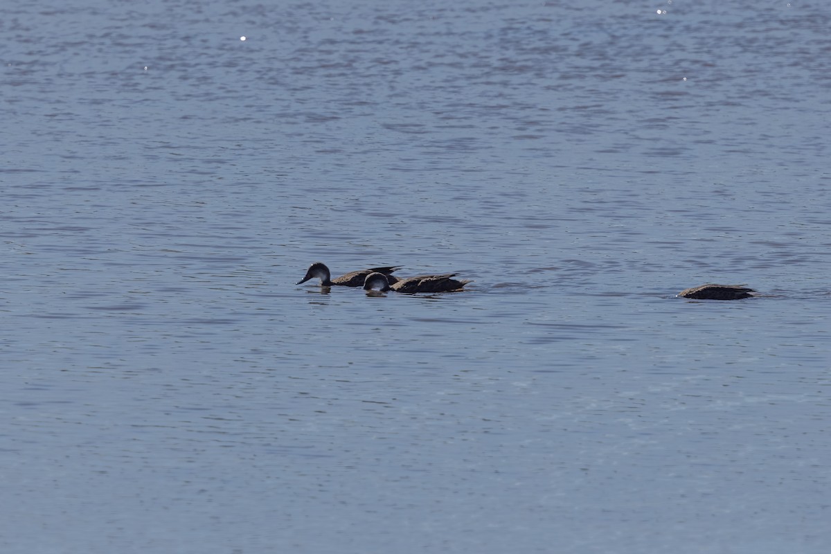 White-cheeked Pintail (Galapagos) - ML610159467