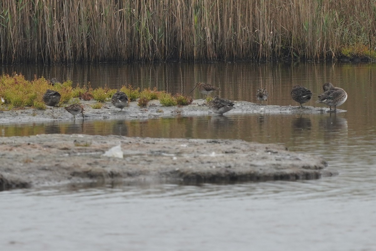 Common Snipe - ML610159694