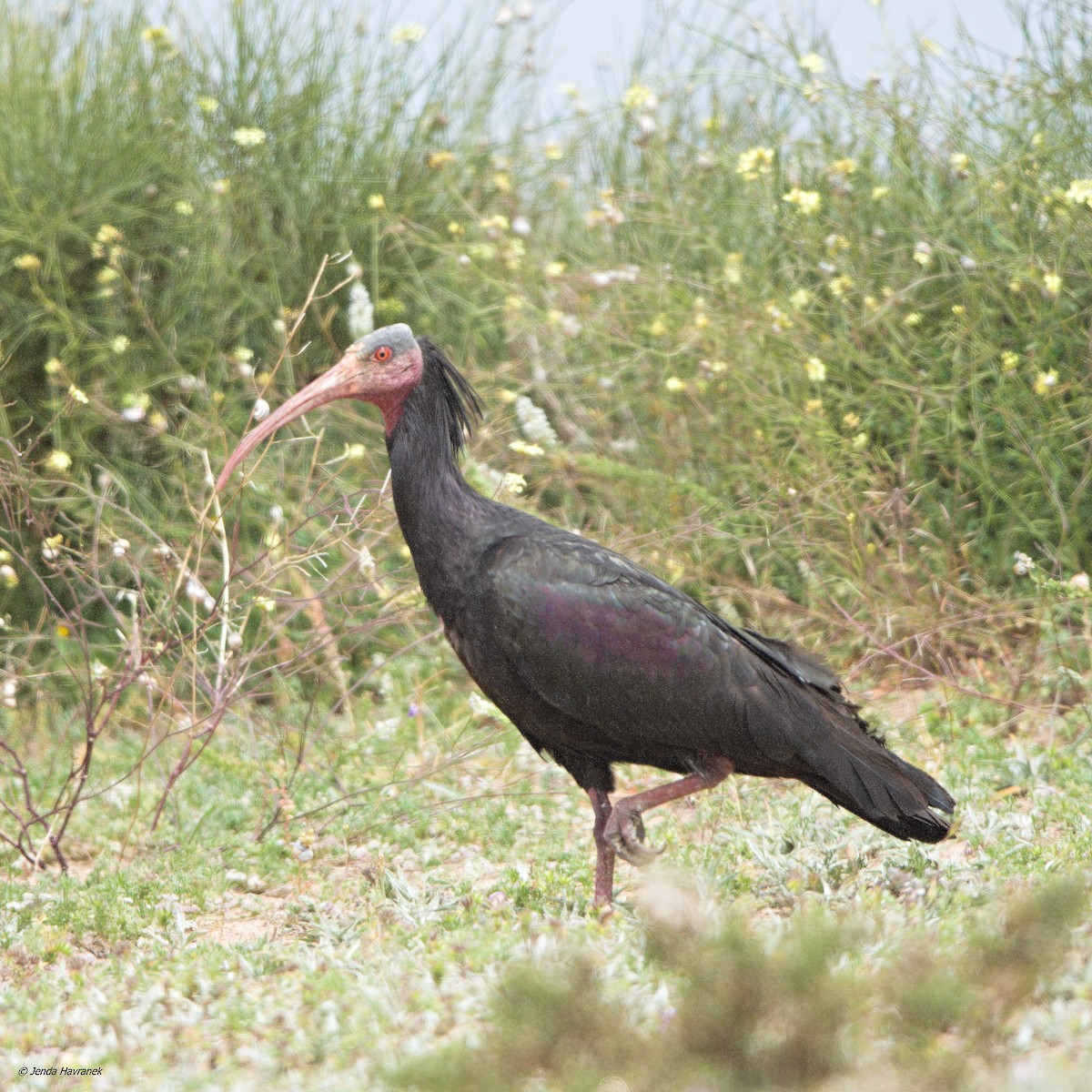 Northern Bald Ibis - Jenda Havránek