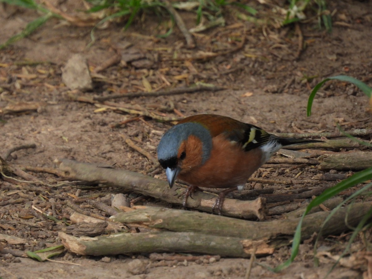 Common Chaffinch - ML610159723