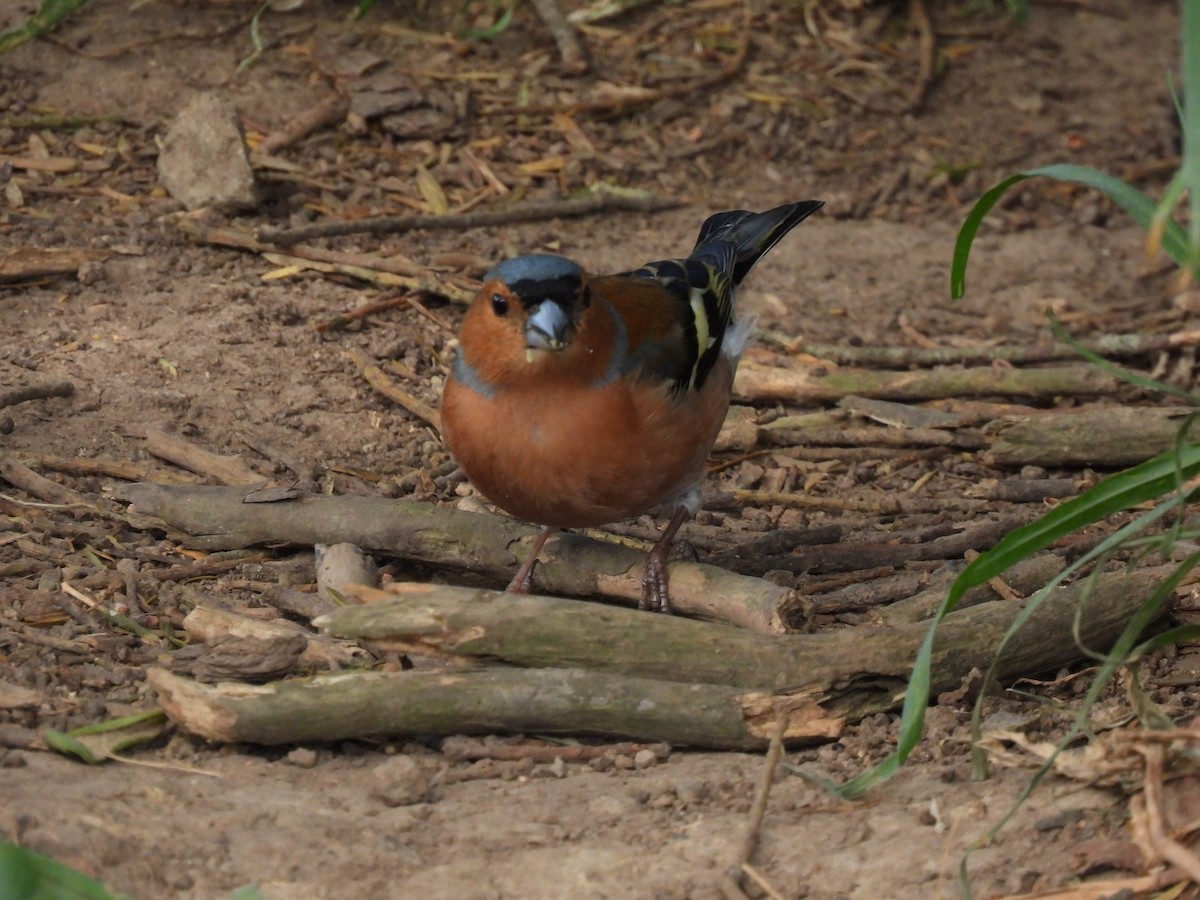 Common Chaffinch - ML610159724