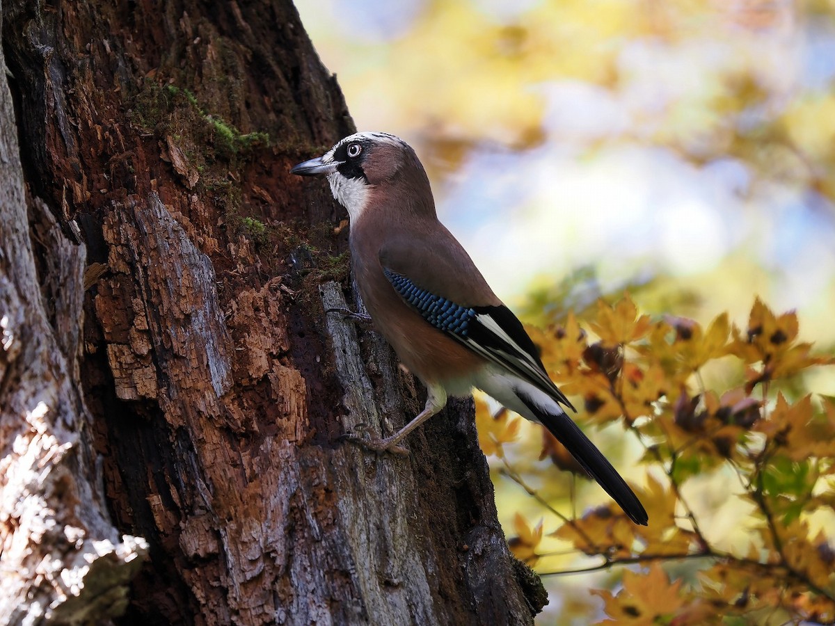 Eurasian Jay - ML610159730