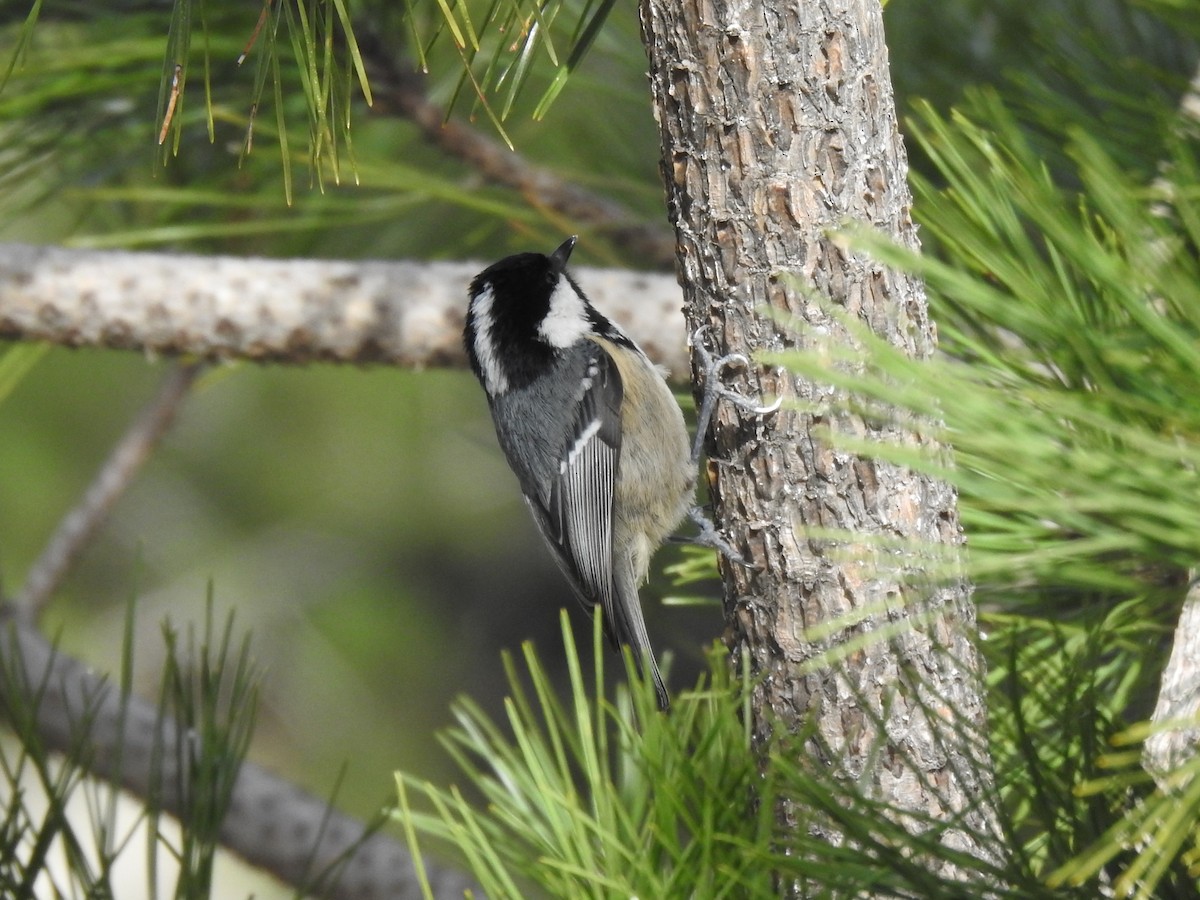 Coal Tit - Matthieu Gauvain