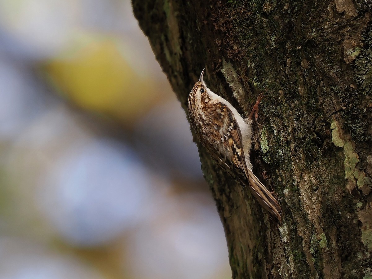 Eurasian Treecreeper - ML610159742