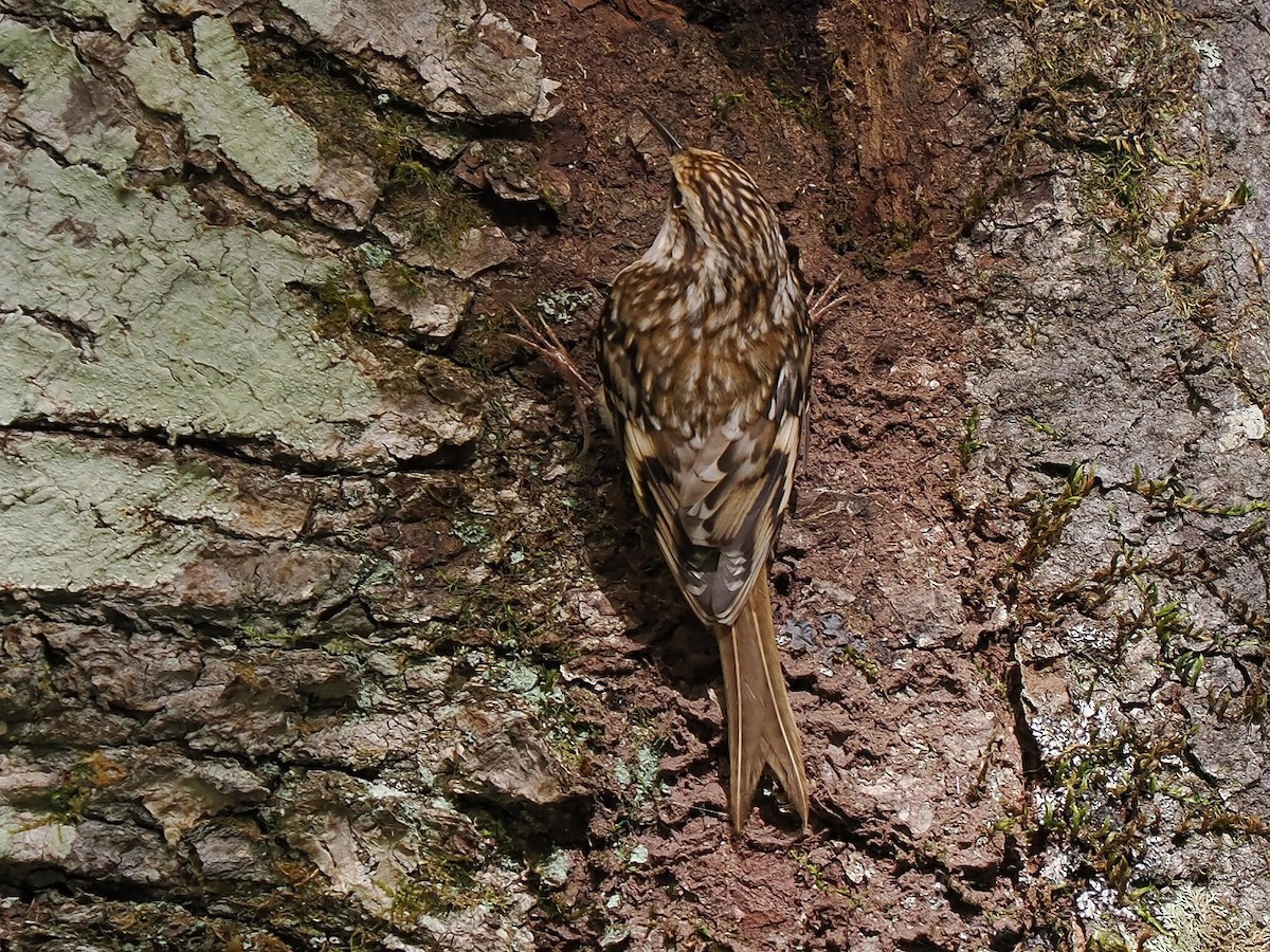 Eurasian Treecreeper - Osamu Murakami